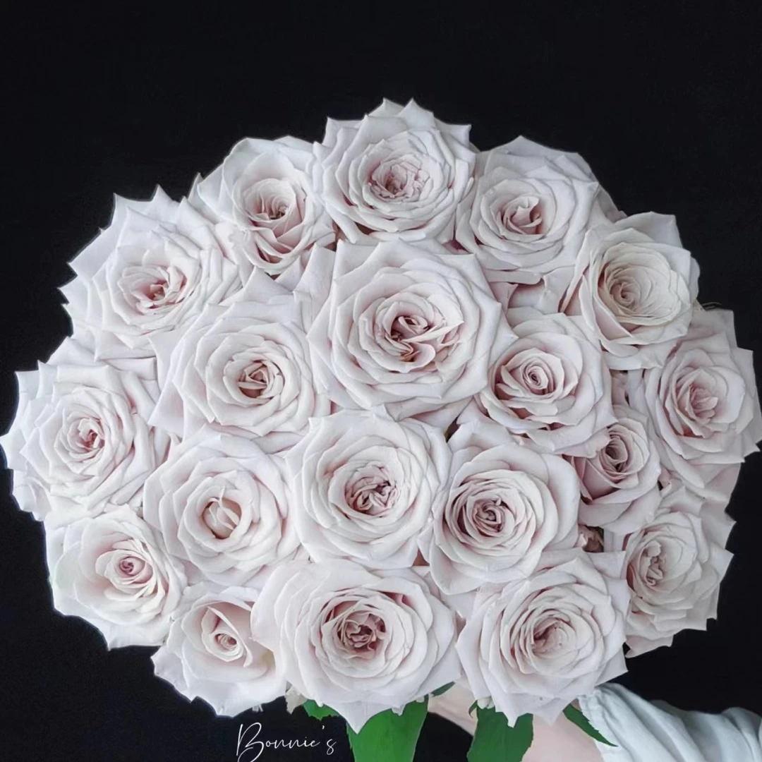 10枝【曼塔】单头玫瑰 室内水养鲜切花 云南昆明基地直发