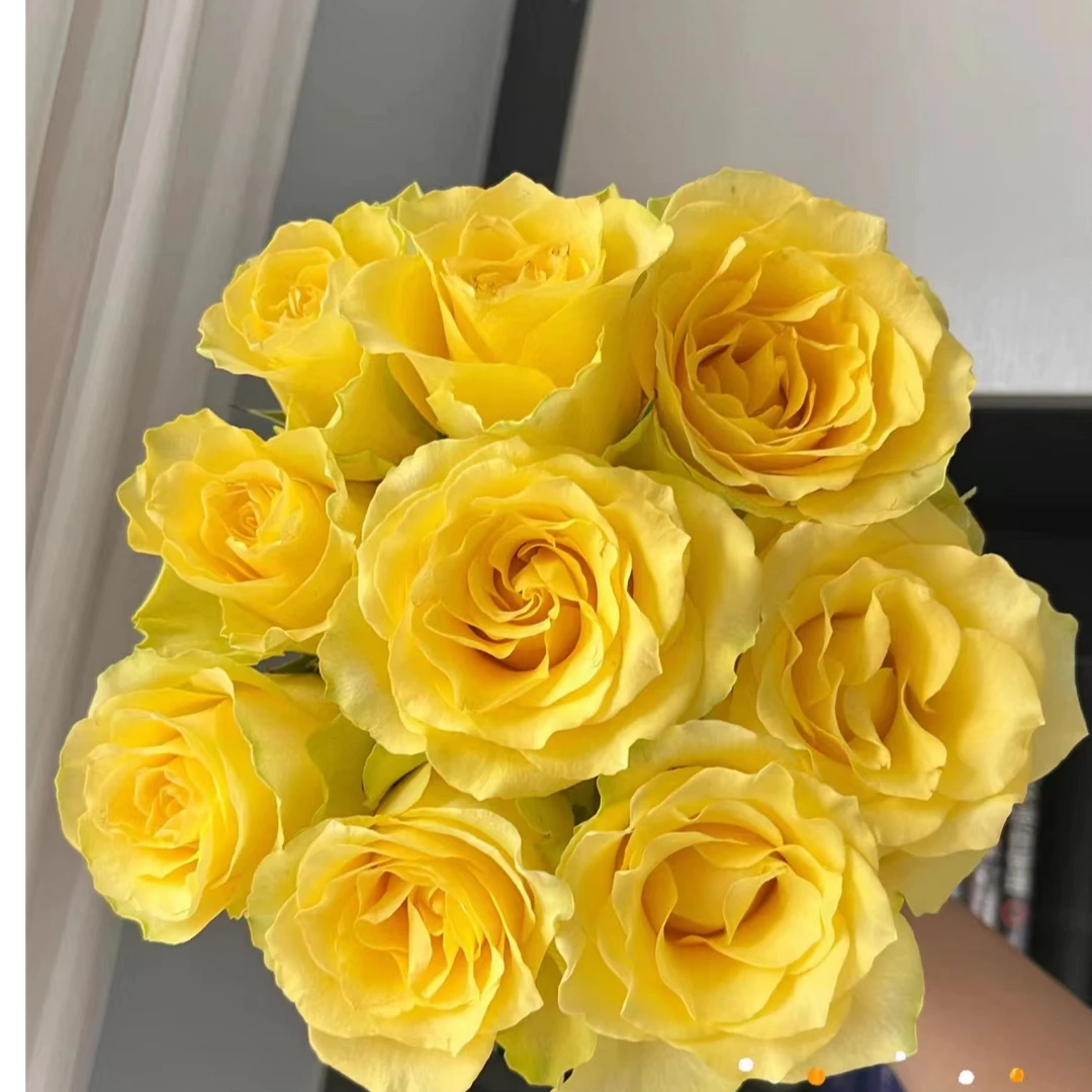 10枝【浪漫沙滩】单头玫瑰 室内水养鲜切花 云南昆明基地直发