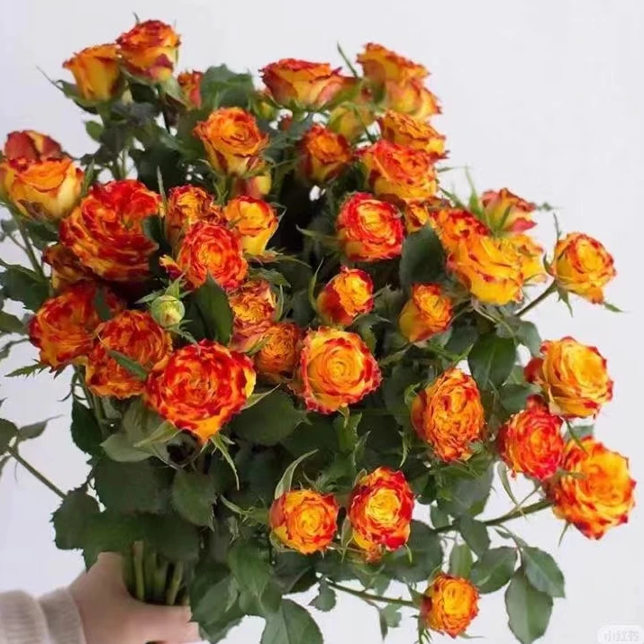 【眼线】多头泡泡玫瑰 室内水养鲜切花 云南昆明基地直发