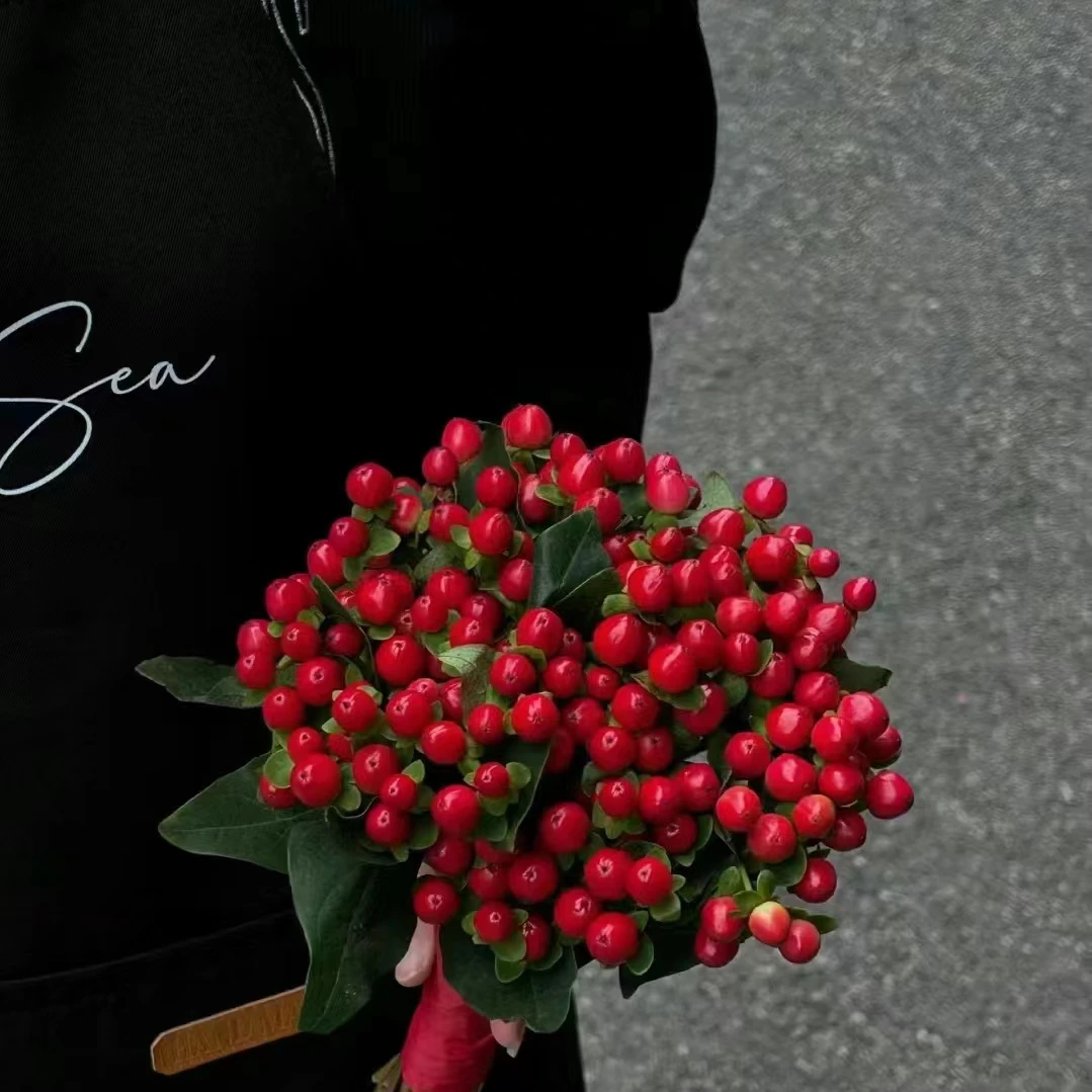 【红豆】火龙珠 鲜花配草 客厅摆放 云南昆明基地直发