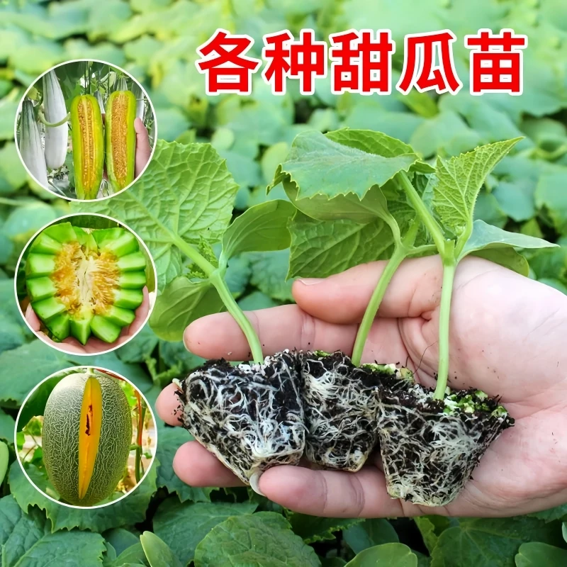 高产甜瓜苗香瓜苗绿宝石羊角蜜甜瓜西瓜南瓜黄瓜各种蔬菜秧苗盆栽