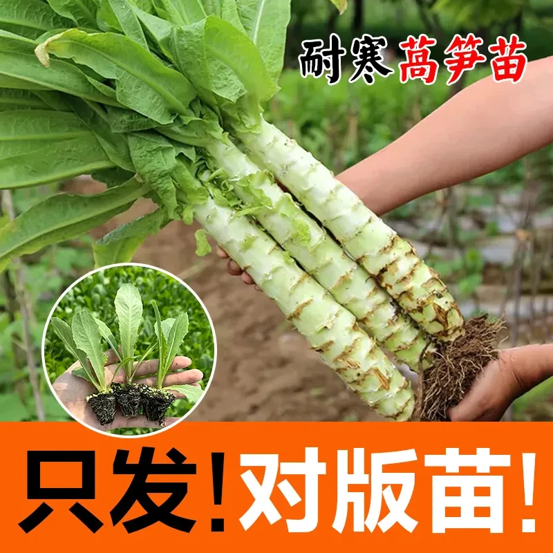 莴笋苗莴苣苗青皮红皮莴菜苗西蓝花菜心甘蓝包心菜苗秋冬蔬菜秧苗