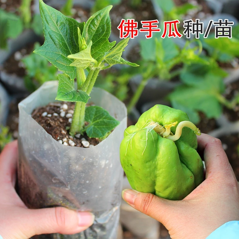 佛手瓜苗原土带芽带叶高产秧瓜种苗龙须菜苗子扶合手瓜四季蔬菜苗