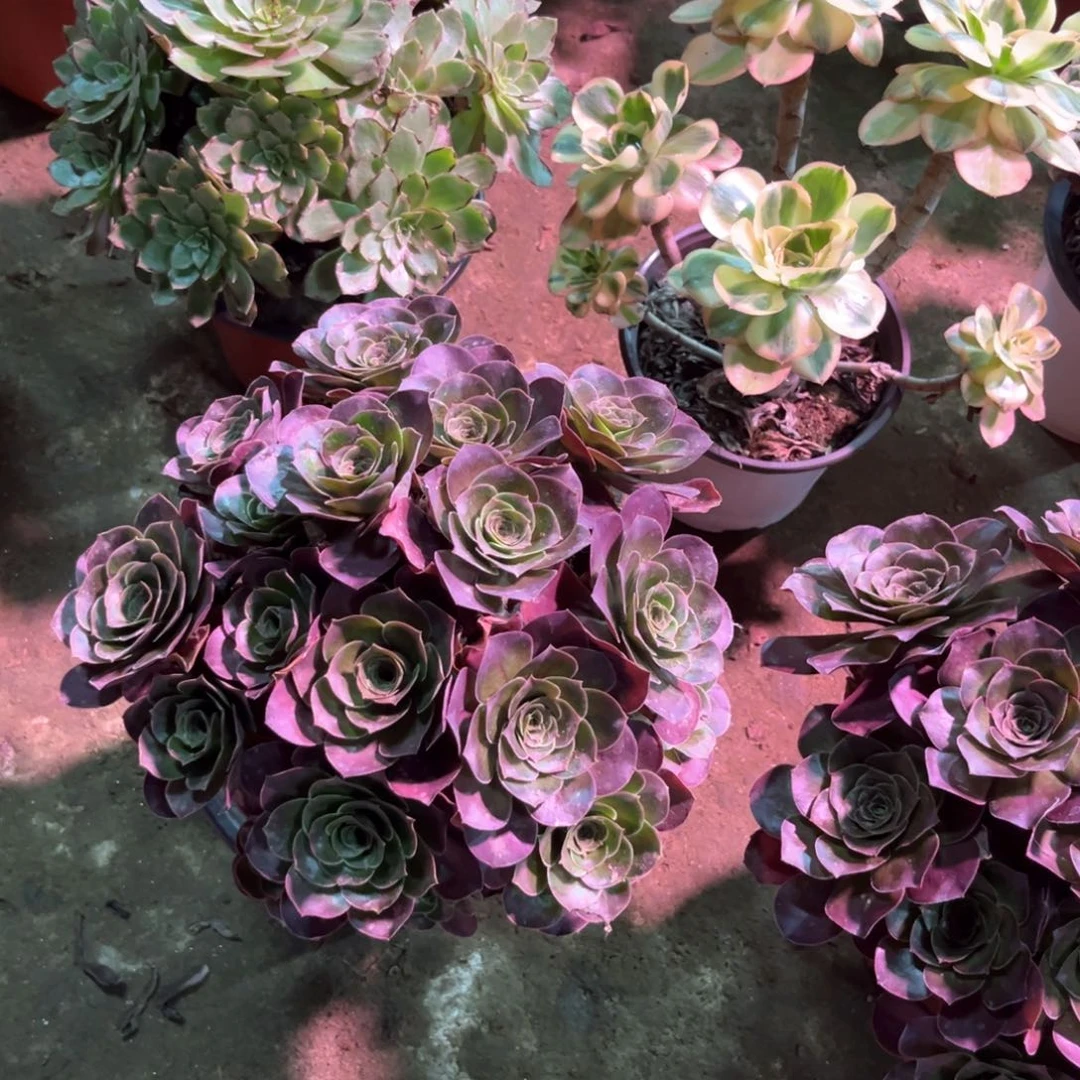 多肉植物魅金玫瑰053