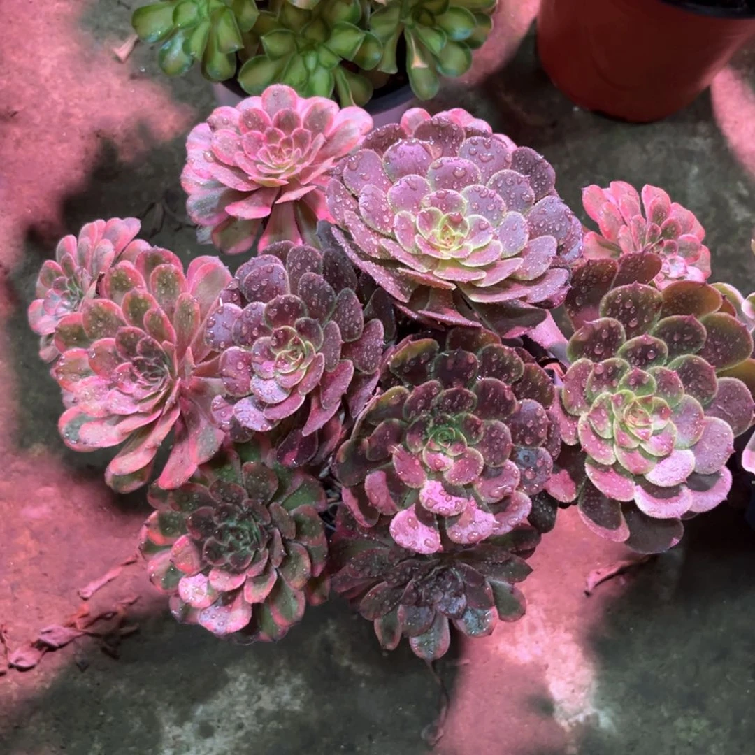 多肉植物精钢056