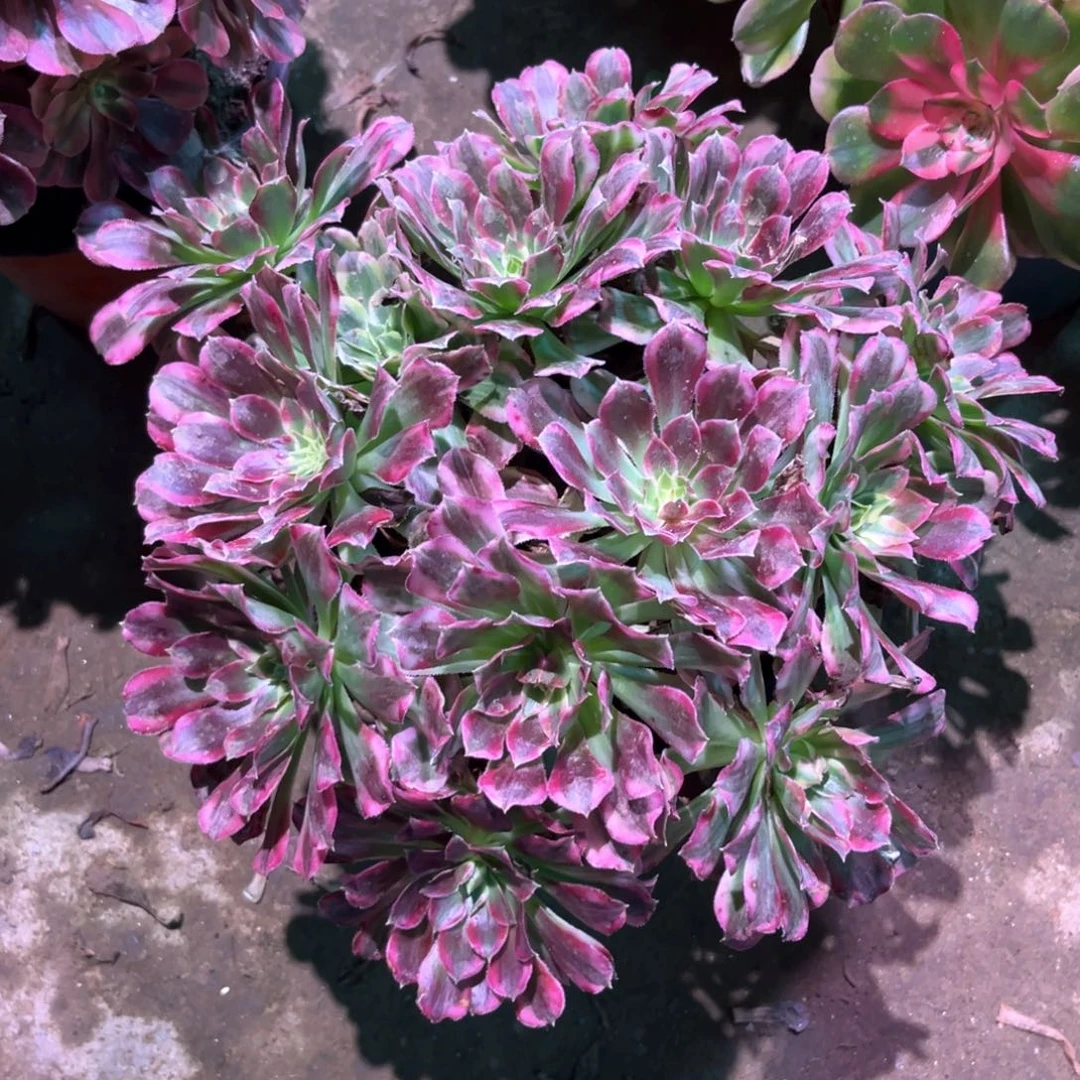 多肉植物天合165