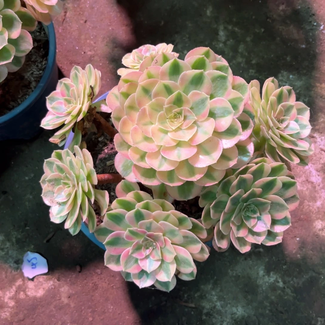 多肉植物倾城079