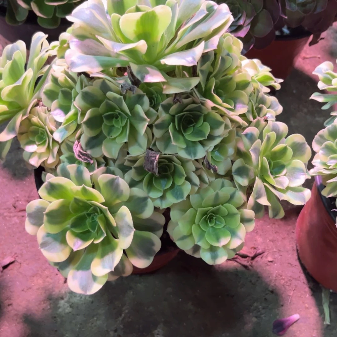 多肉植物绿豆沙22