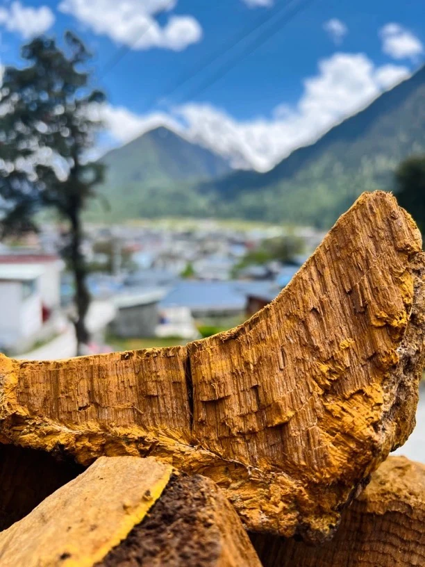 西藏墨脱桑树桑黄 无添加 可煮水煮汤 参