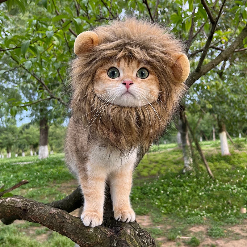 网红宠物猫咪狮子头套兔子耳朵青蛙小熊宠物帽子搞怪头饰装扮狮子