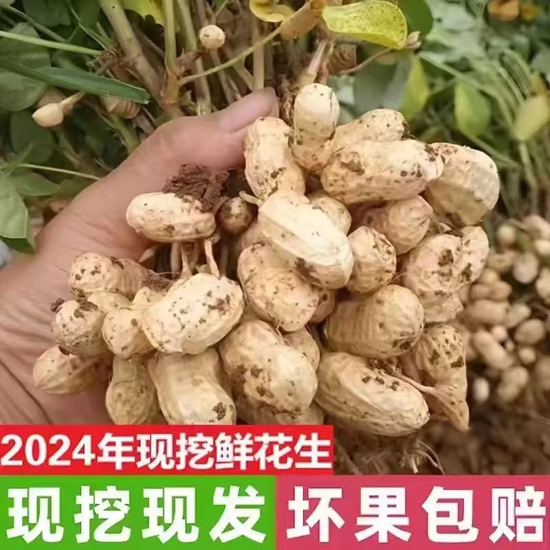 【团】山东鲜花生头茬带泥粉皮花生老人孩子爱吃蒸煮煲汤沙土地长果