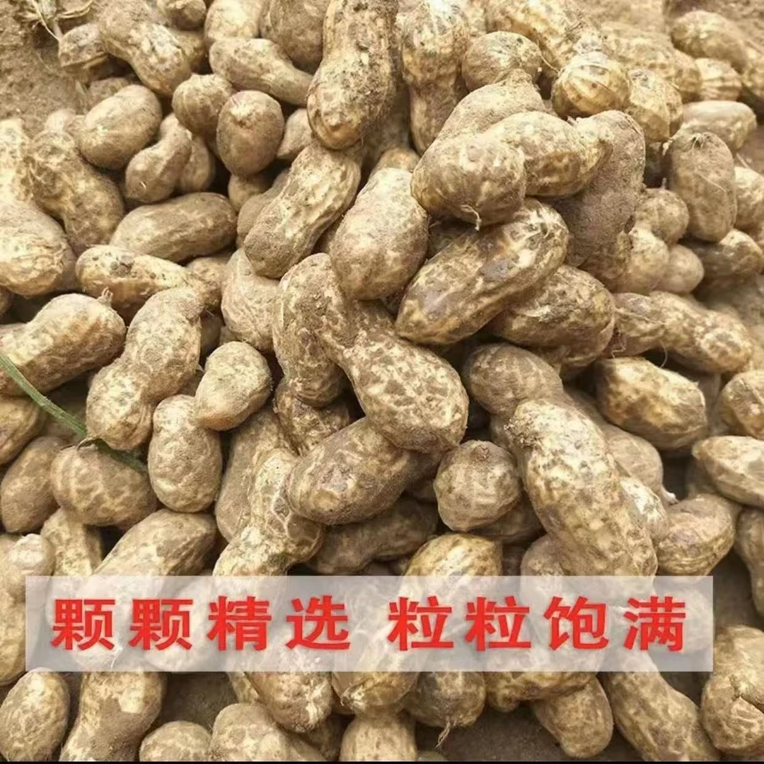 【爆】五斤山东鲜花生头茬带泥粉皮花生好吃蒸煮煲汤沙土地长果