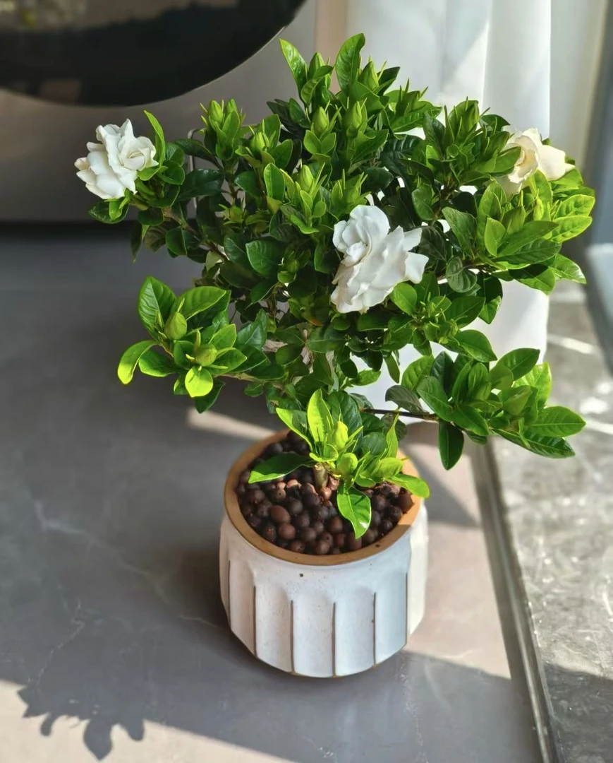 绿植好看12322133