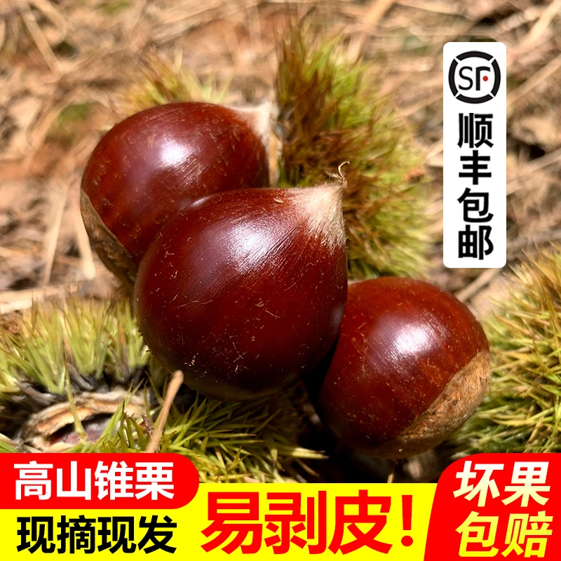 【顺丰包邮】建瓯圆锥栗高山新鲜野生毛栗圆板栗油栗3斤5斤