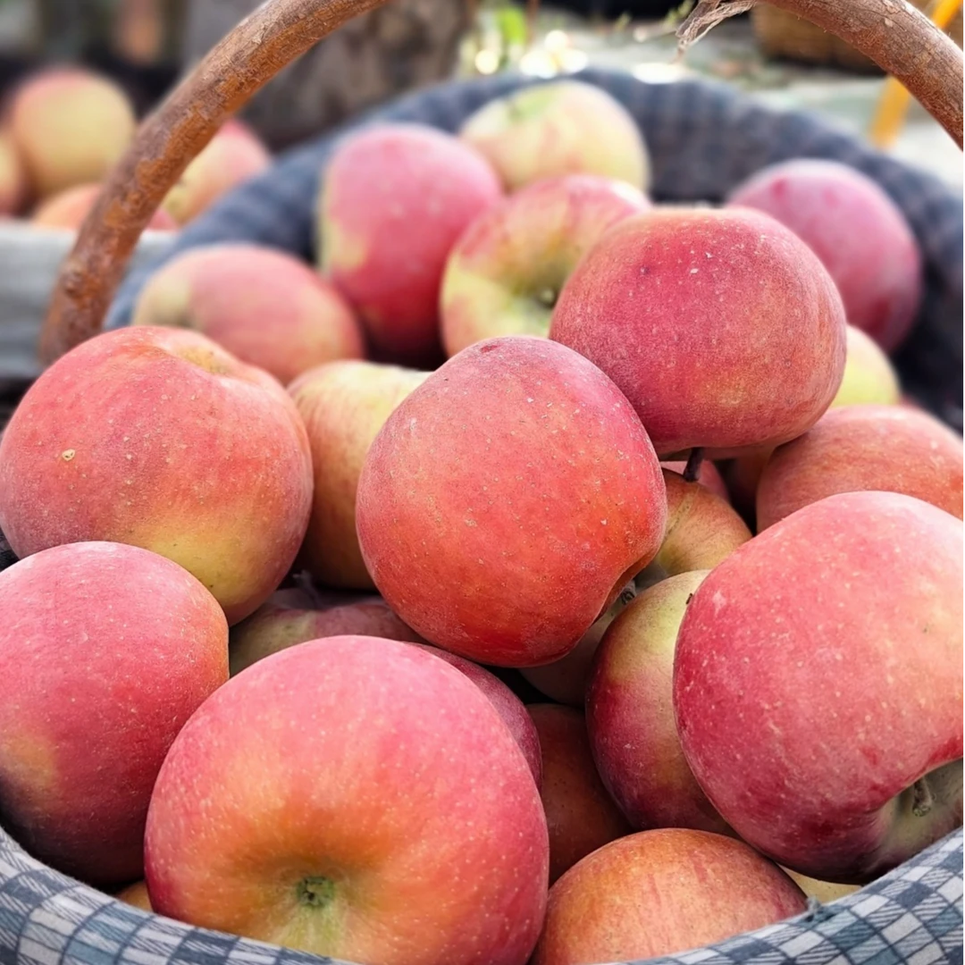 正宗新疆阿克苏买五斤送五斤皮薄肉厚汁水足带箱5-10斤