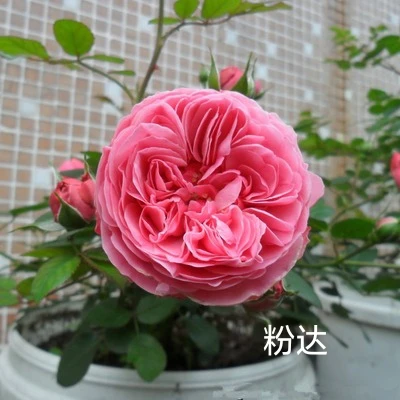 粉色达芬奇藤本月季爬藤大苗粉色蔷薇庭院阳台四季玫瑰开浓香粉达