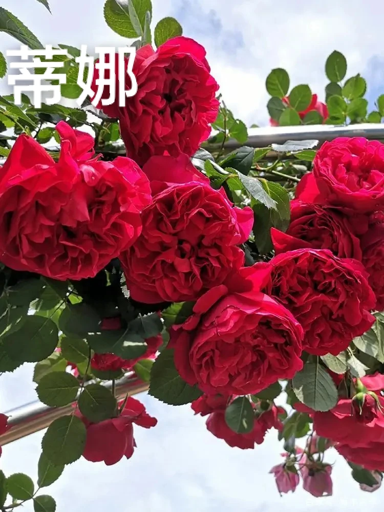 佛罗伦蒂娜藤本月季花大苗盆栽四季开正红花阳台庭院围墙爬藤蔷薇