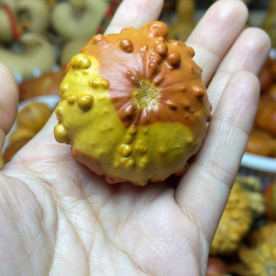 【闪购商品】天然葫芦黑*