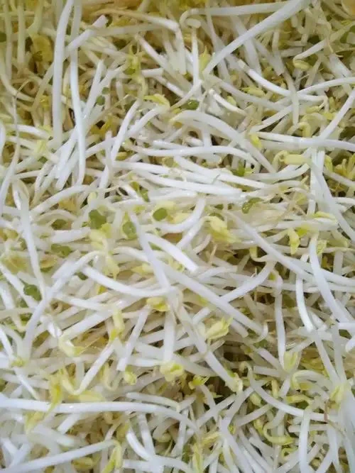 绿豆芽250g