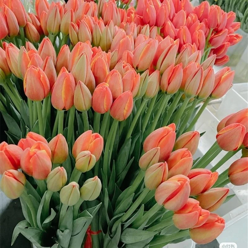 橙色小王子郁金香鲜切花家庭插花装饰客厅摆花办公室插花