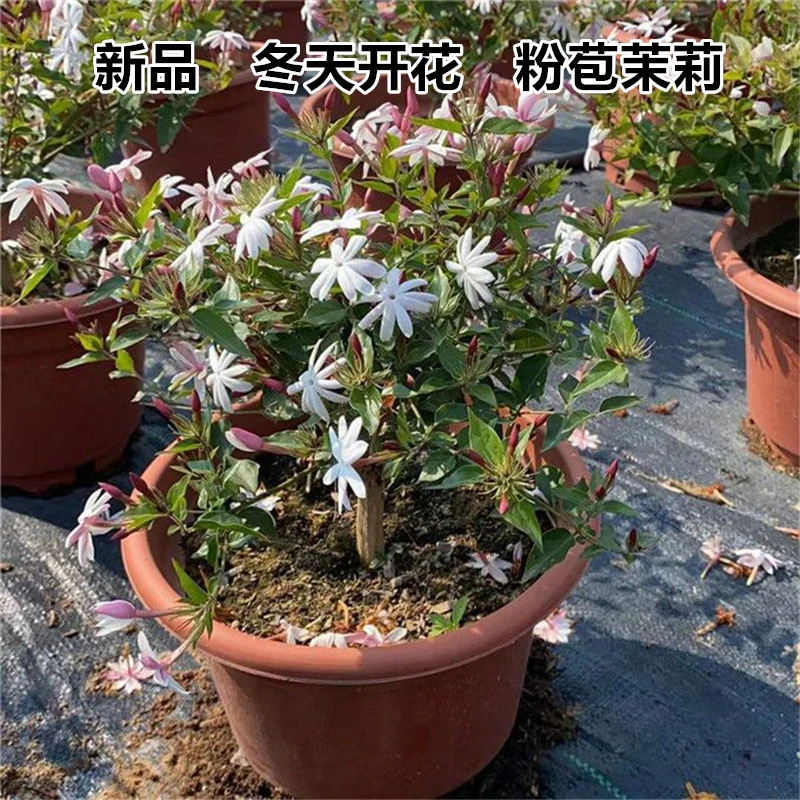 HEJIAMOLI/何家茉莉新品　粉苞茉莉冬天开花