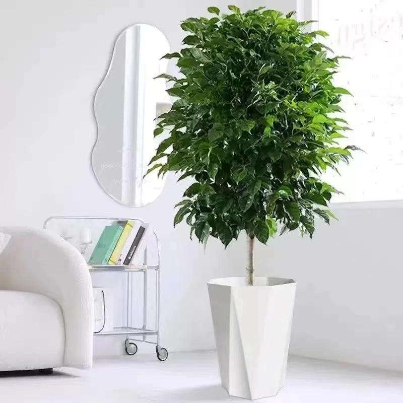 大中型1.5~1.6米老桩幸福树棒棒糖绿宝树绿植室内客厅好养植物