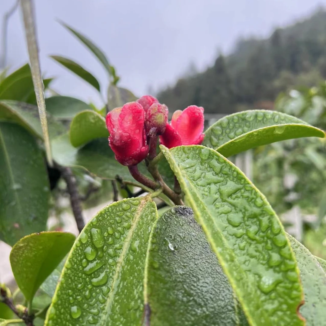 布福娜[黑老虎]三年苗植物栽培