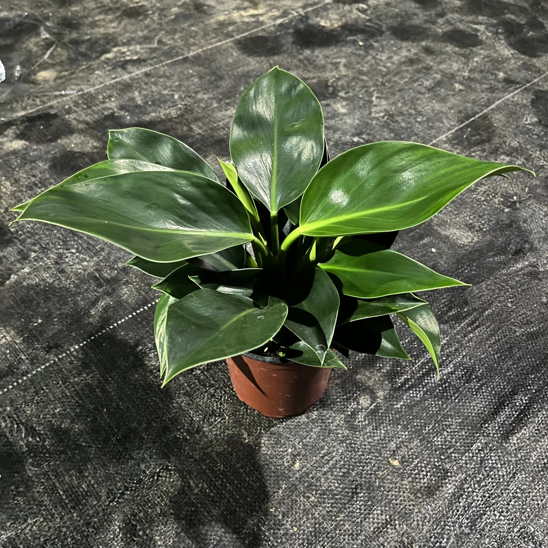 大叶金钻绿公主四季常青室内绿植吸甲醛可水培净化空气易活好养