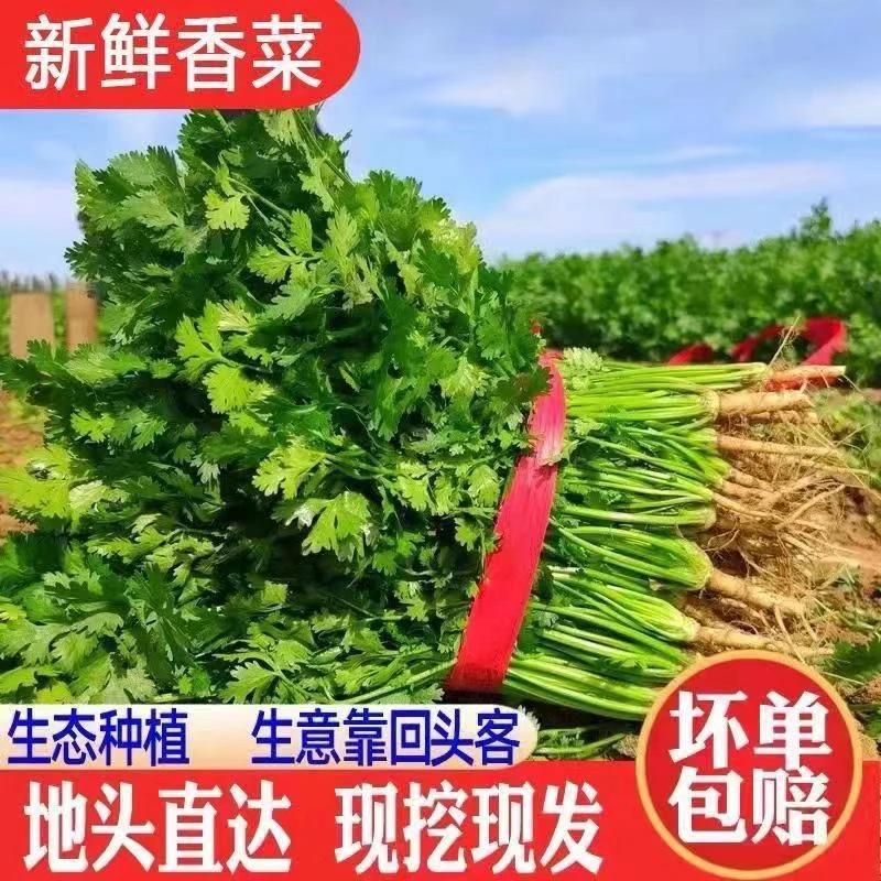 河南农家自种露天香菜新鲜小香菜调味火锅蔬菜1斤包邮坏单包赔