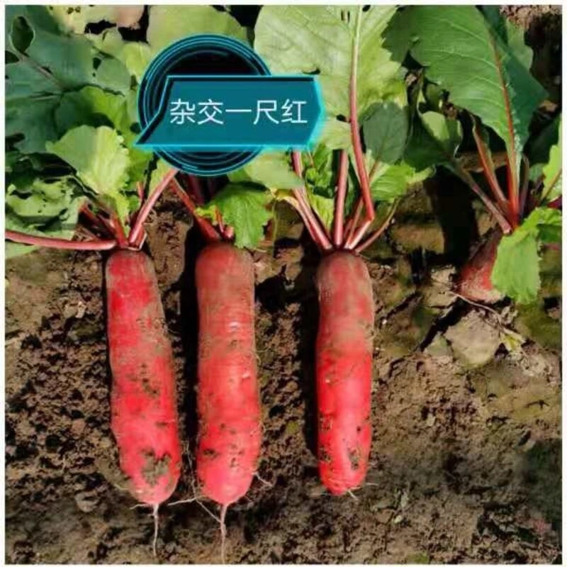 一尺红水果萝卜种子家庭小院种植水果蔬菜保护成熟简单杂交绿色