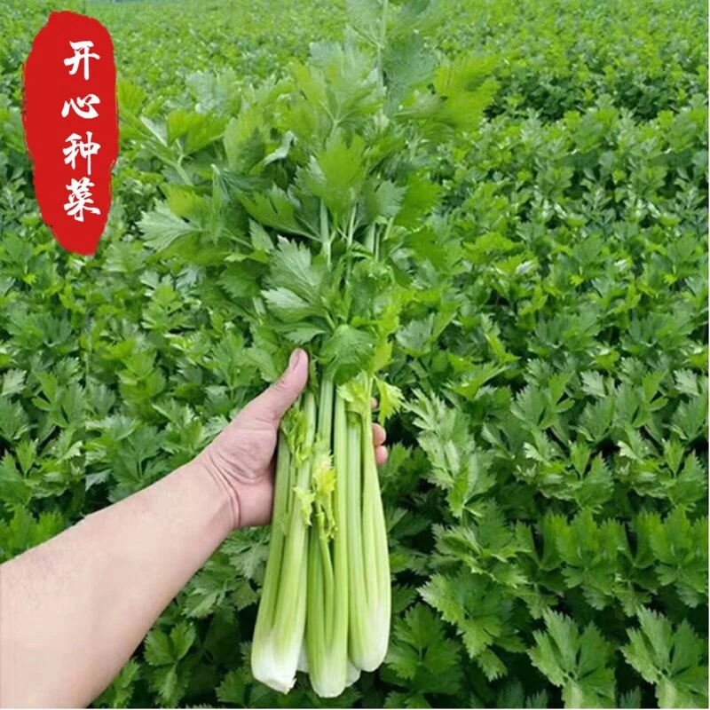 各类芹菜种子~农家小菜阳台盆栽家庭小院种植蔬菜春季简单