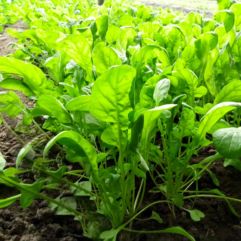 臭菜种子芝麻菜种子阳台盆栽家庭小院种植蔬菜种保护清香种苗播种