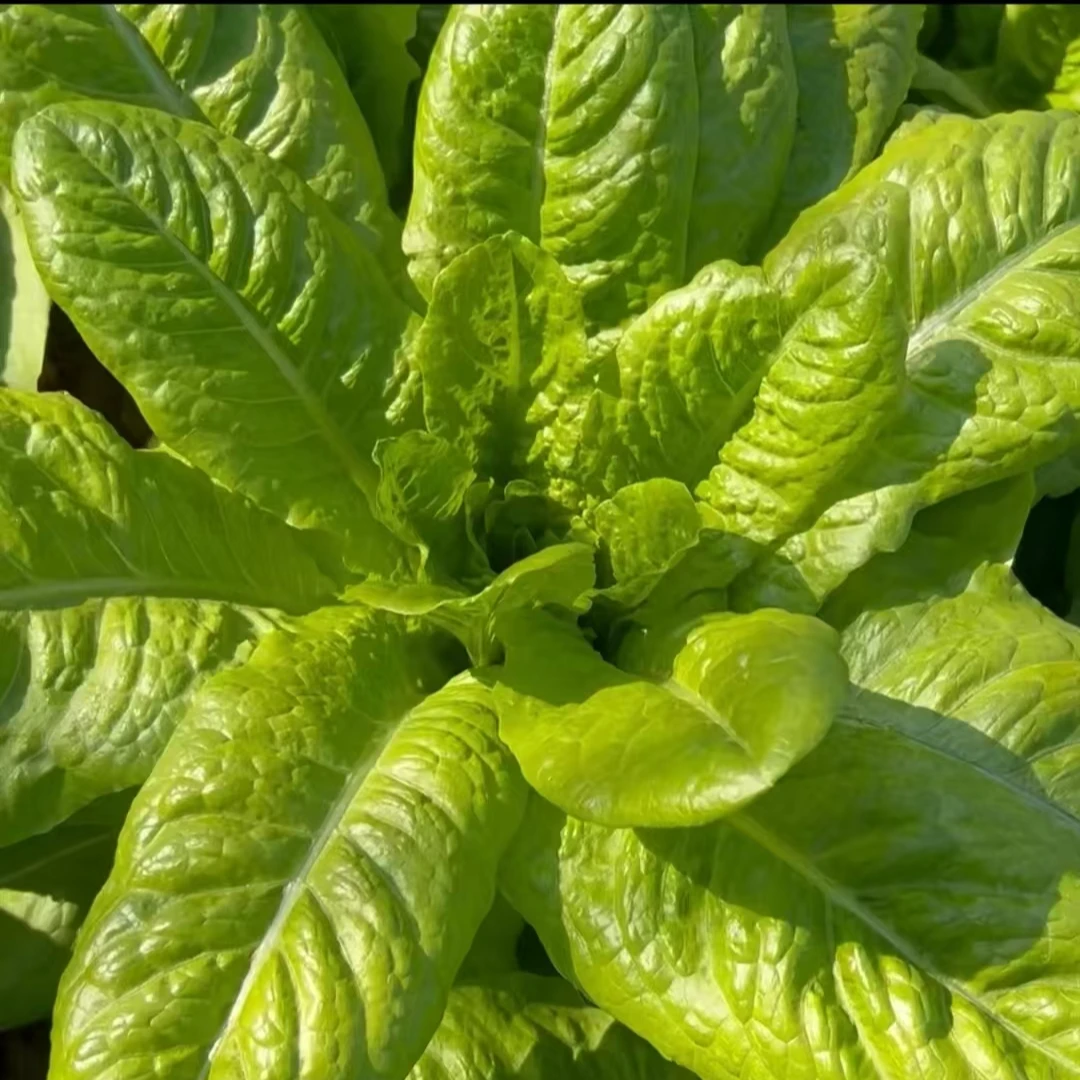 沙拉菜种子汉斯沙拉生吃脆甜高营养四季庭院花盆种植