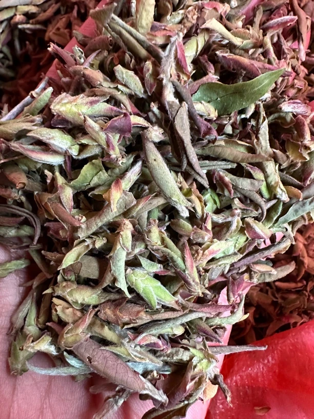 云南白茶大理种白茶紫芽苞2024年春料白茶