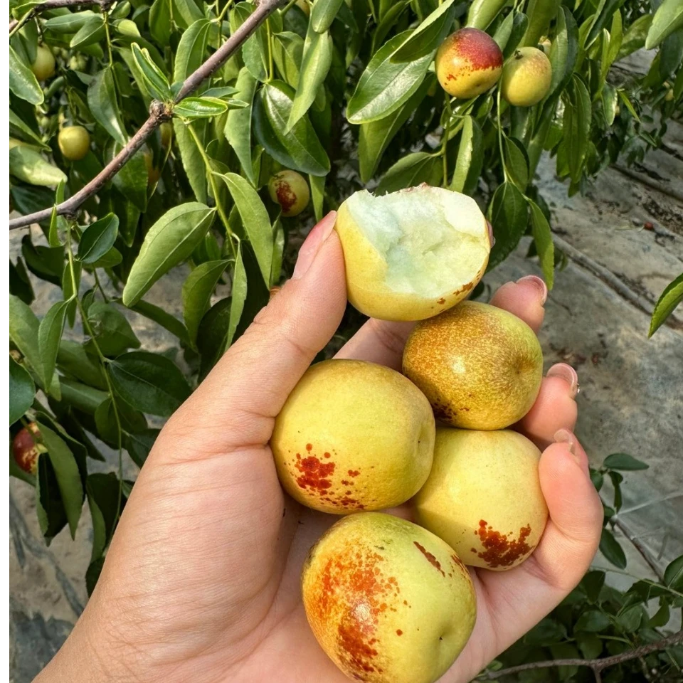 【局长专属】大荔冬枣鲜甜入心甜而不腻醇香满口自然之选现摘现发