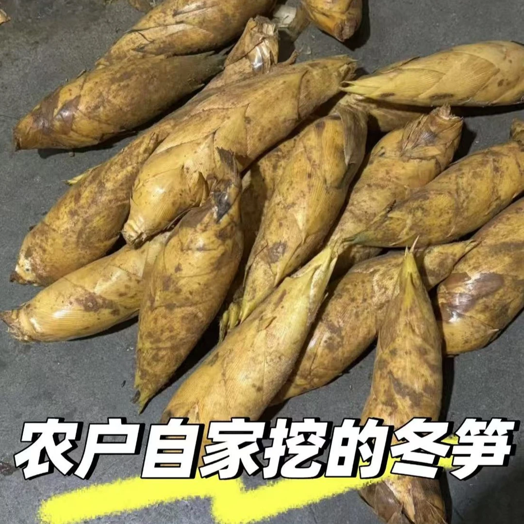 新宁崀山冬笋新鲜邵阳现挖野生竹笋黄泥笋新鲜竹笋两头尖时令蔬菜