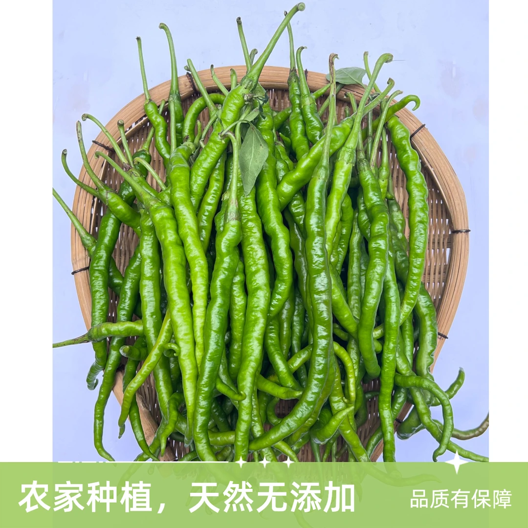 贵州凯里苗寨农户自种青辣椒螺丝辣椒现摘现发