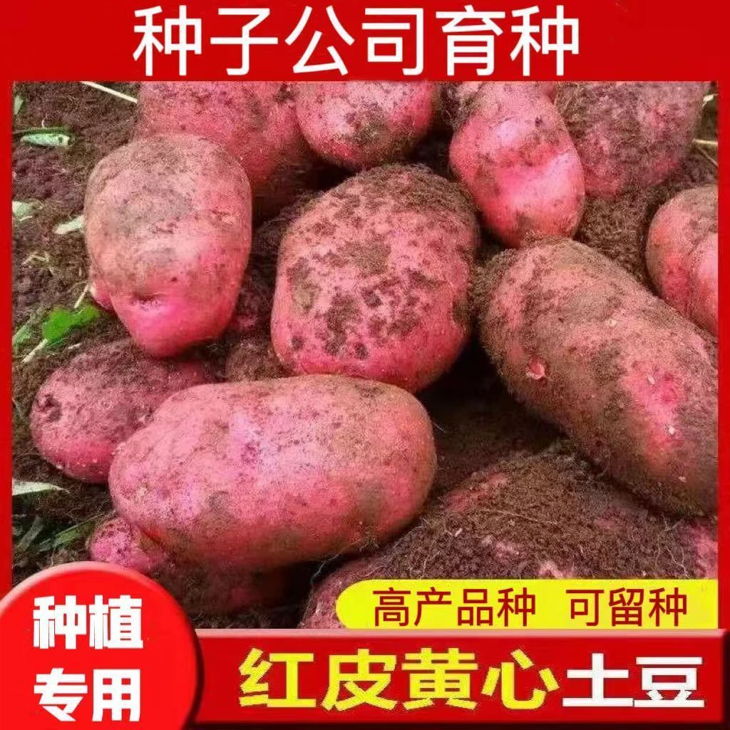 红皮土豆种子（±10斤）黄心马铃薯种子春季高产非转基因土豆种子