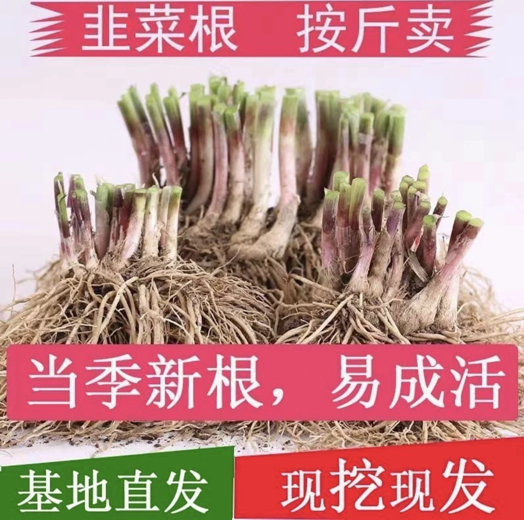 韭菜根盆栽室内种菜