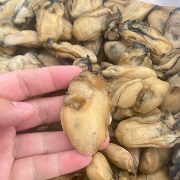 台山金蚝 生晒无抽油60头 蚝干 六成干 500克#