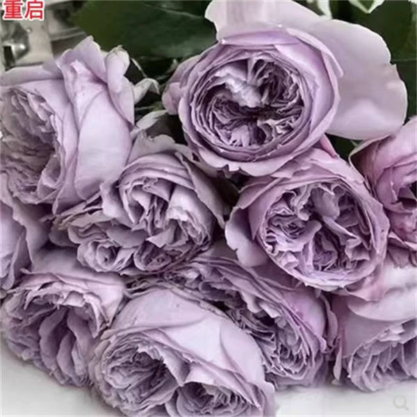 重生重启/帕里蒂尔日本紫色月季玫瑰花苗浓香切花