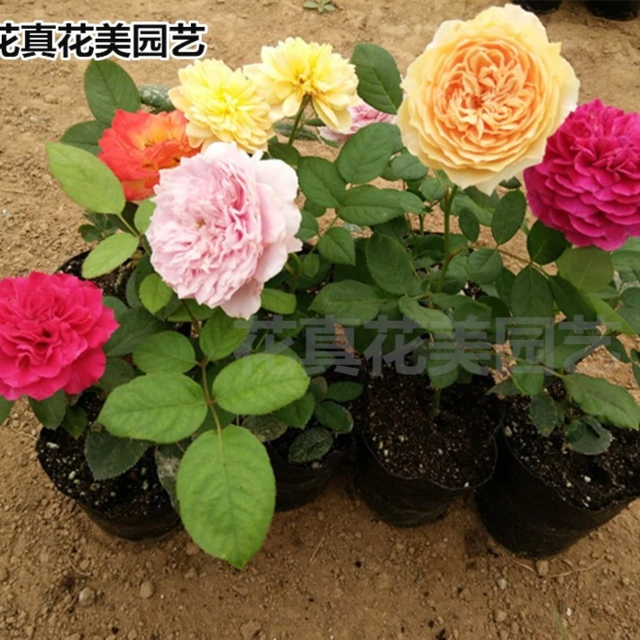 （4棵包邮）爬藤苗藤月季花苗扦插小苗对版庭院植物蔷薇花苗
