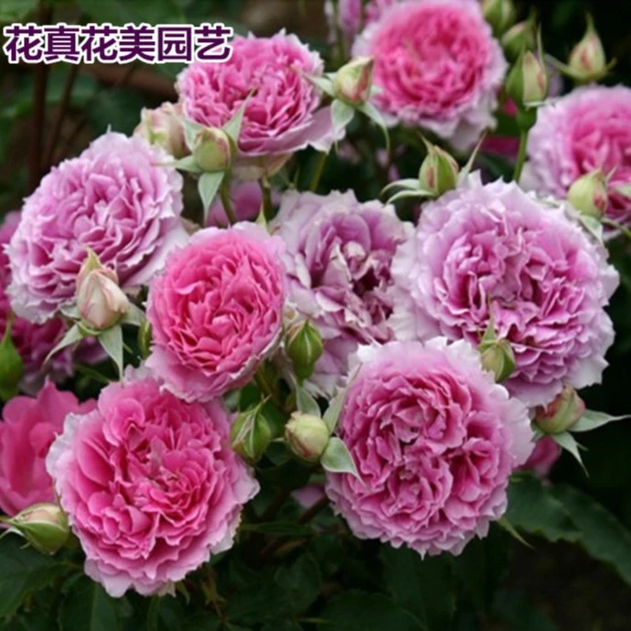 日本月季花苗 天方夜谭 盆栽 强香 新品 耐热 极浓香 开花性极好