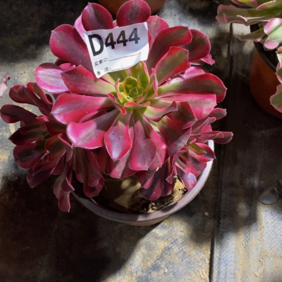 【闪购商品】美杜莎