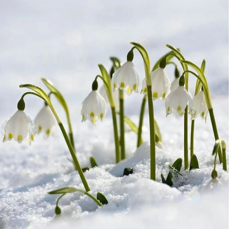雪片莲种球现货进口庭院阳台室内盆栽雪滴花耐寒半阴多年生球根