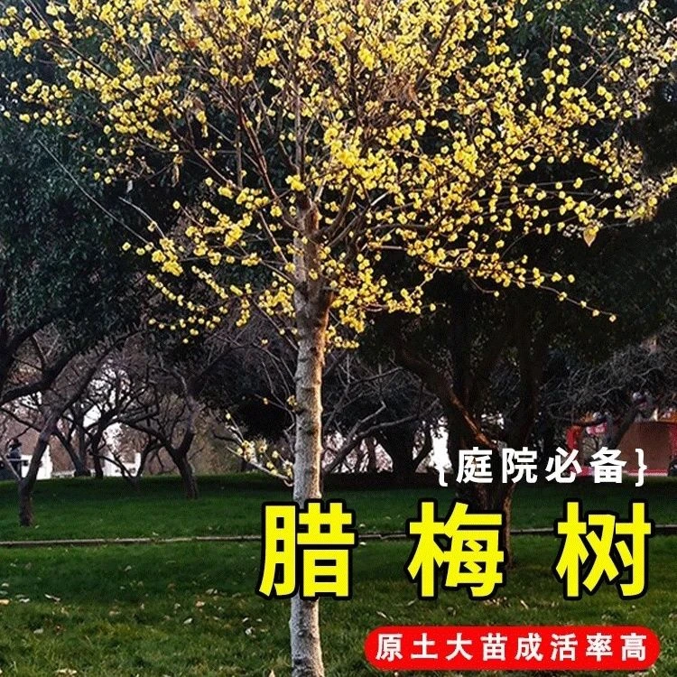 庭院阳台腊梅独杆树形盆栽花卉绿植腊梅盆栽花卉盆栽带花苞发货
