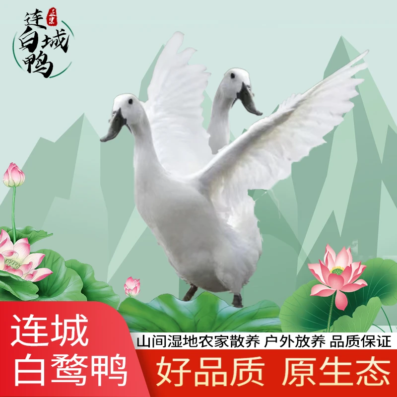 次日达足3年老鸭子正宗福建连城白鹭鸭农家户外散养土鸭炖汤滋补