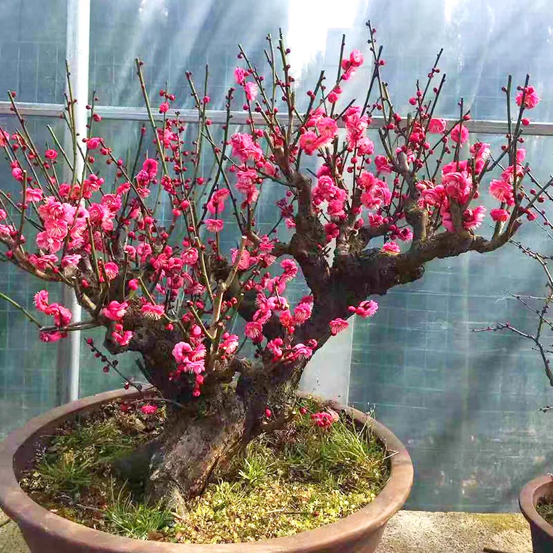 精品梅花老桩【一物一拍】造型盆景梅花吉利红