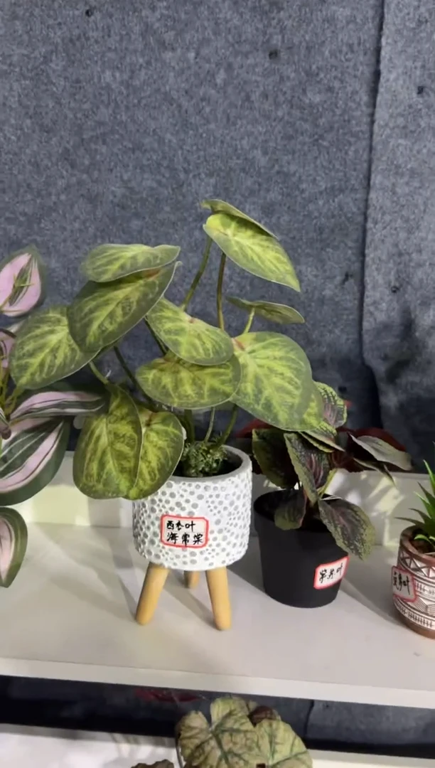 【闪购商品】仿真蝴蝶兰多肉盆栽