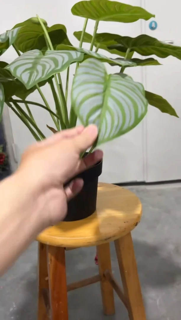 【闪购商品】仿真蝴蝶兰多肉盆栽